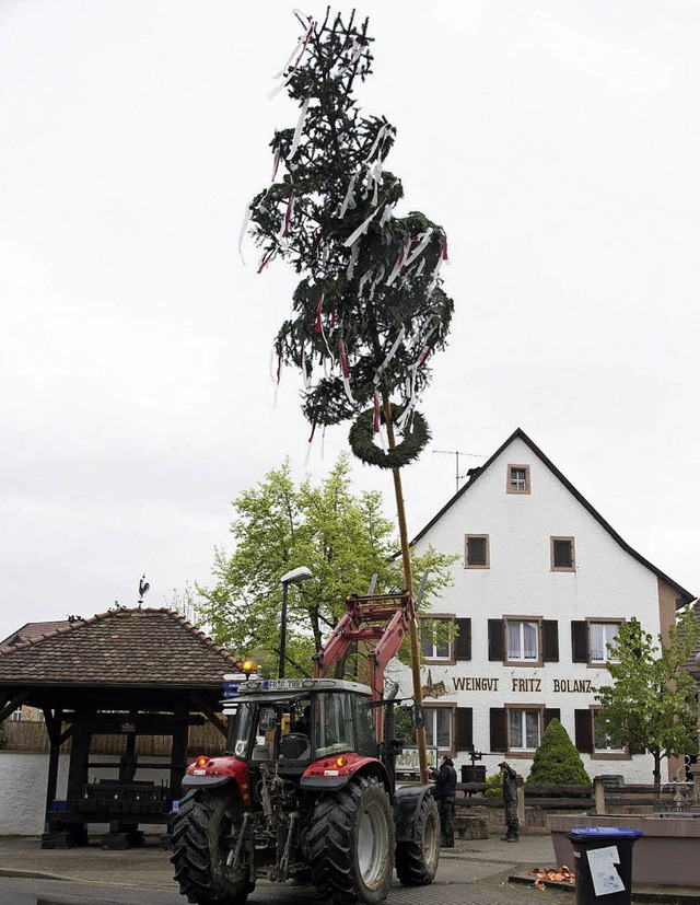 Der Auggener Maibaum wird aufgestellt.   | Foto: Volker Mnch