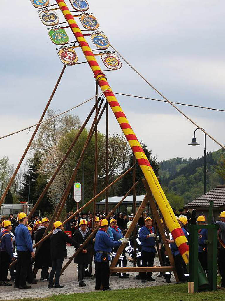 Mit vereinter Kraft wurde der Maibaum in alter Tradition aufgestellt