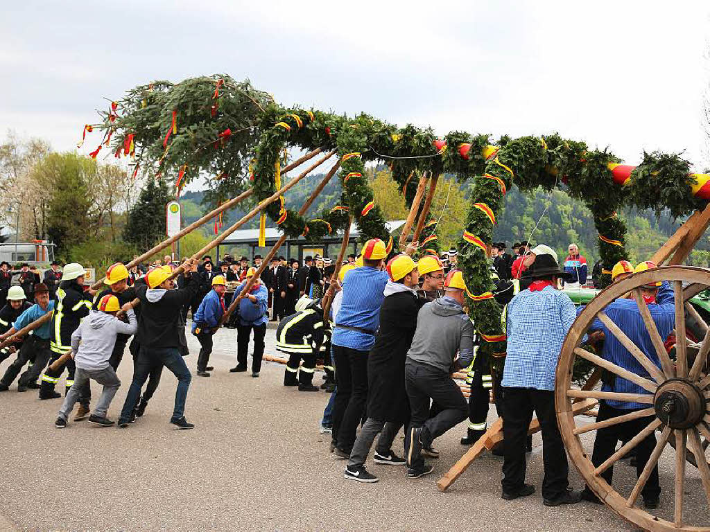 Mit vereinter Kraft wurde der Maibaum in alter Tradition aufgestellt