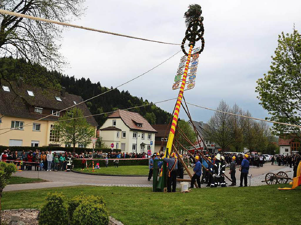 Mit vereinter Kraft wurde der Maibaum in alter Tradition aufgestellt