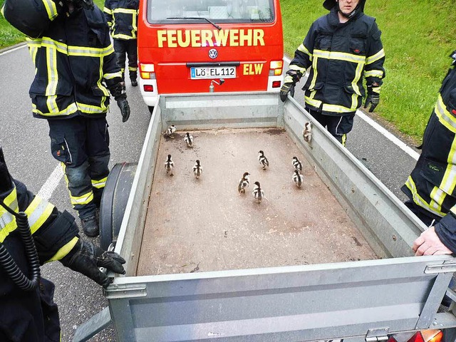 Mit einem Trick gelang es der Feuerwehr, die Kken einzufangen.  | Foto: bz