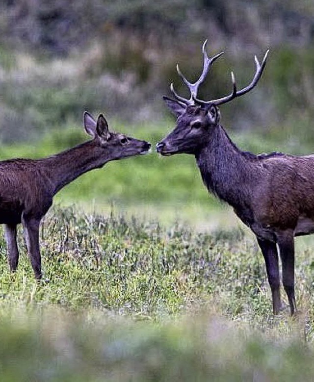 Die Pirschgnge zum Rotwild beginnen  im Mai.   | Foto: Haus der Natur