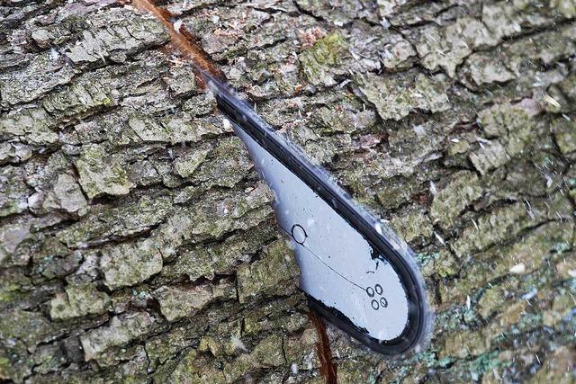 Lipburg: Senior fällt Baum - 80 Jahre alter Bruder stirbt