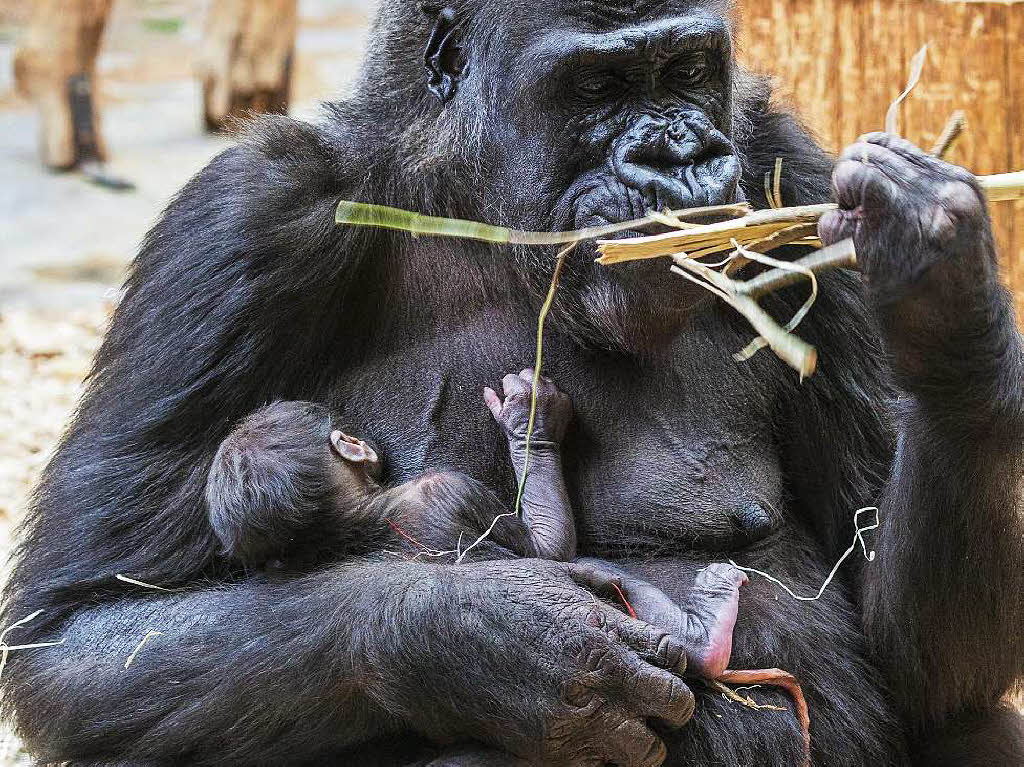 Alle dachten zunchst, die 24 Jahre alte Gorilladame Shinda im Prager Zoo sei bergewichtig. Doch Shinda war schwanger und hat am 23. April ein gesundes Gorillababy zur Welt gebracht.