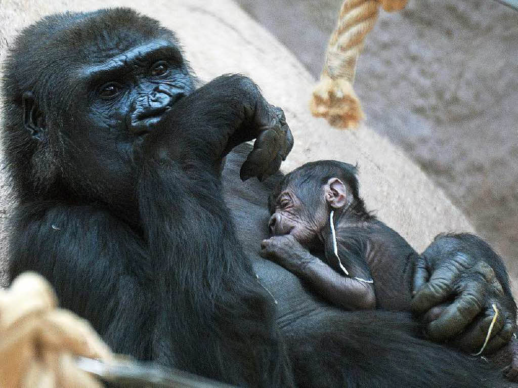 Am besten schlft es sich auch fr Gorillababys in den Armen von Mama.