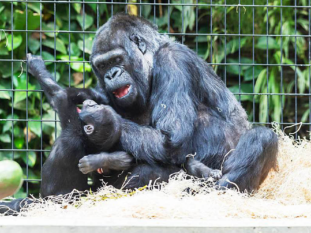 Auch die Gorillakinder in Basel haben viel Spa. Gorilladame Goma (57) unterhlt die kleine  Makala (1) auf der Auenanlage des Basler Zoos.