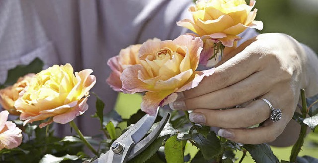 Pflege belohnen die Rosen mit reichem Flor.   | Foto: pdm