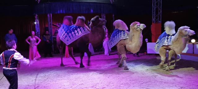 Kamele  in der Manege beim Circus Rudolf Busch   | Foto: Circus R. Busch