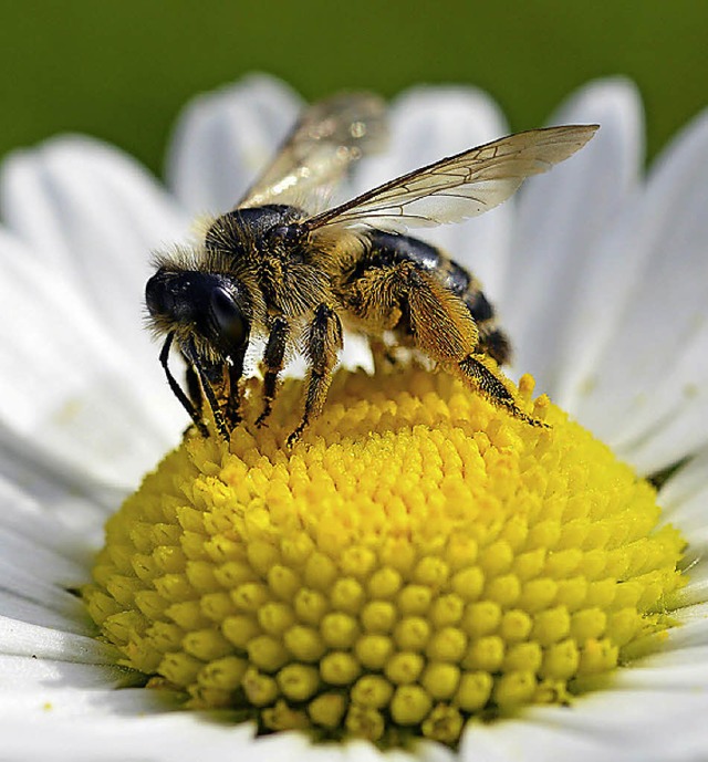 Fleiig, fleiig: Biene beim Honigsammeln.   | Foto: dpa