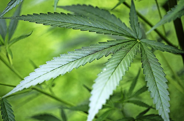 Cannabis gibt&#8217;s bald ganz legal.    | Foto: dpa