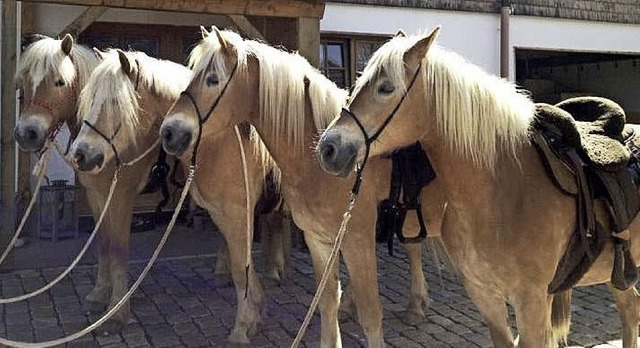 Lernen am Pferd: Die Haflinger stehen bereit.  | Foto: privat