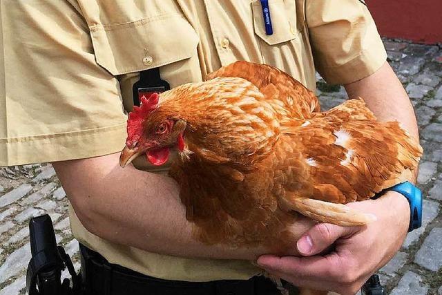 Huhn legt Friseurladen lahm und ruft Polizei auf den Plan