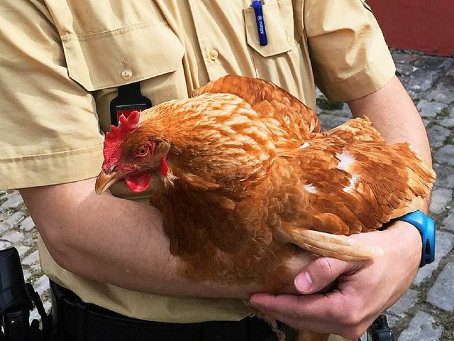 Der Huhn des Anstoßes | Foto: dpa Der Huhn des Anstoßes | Foto: dpa