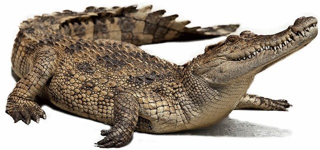 Ob Krokodile<ppp></ppp>  | Foto: flia