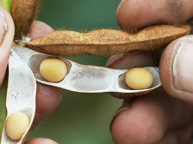 Sojabohnen sind die Grundsubstanz, aus...ischersatzprodukte hergestellt werden.  | Foto: Daniel Karmann