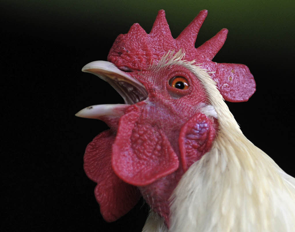 Ab Wann Darf Ein Hahn Morgens Krähen