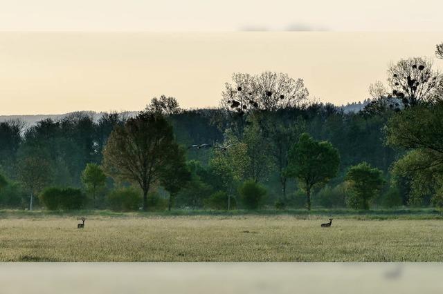 Morgenstimmung bei Niederschopfheim