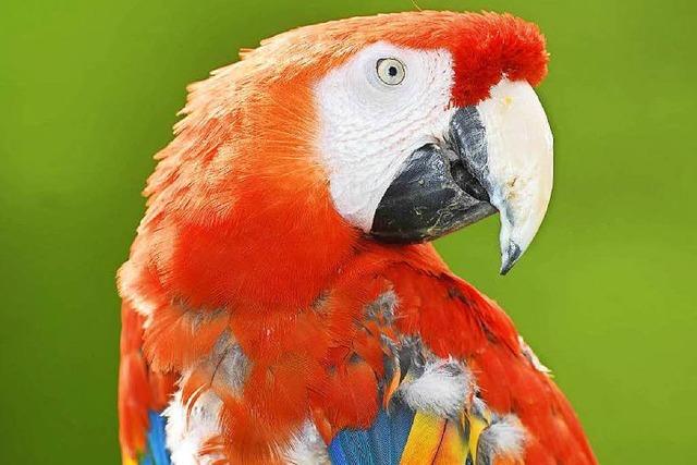 Karlsruher Zoo rettet Papagei von Pippi-Langstrumpf