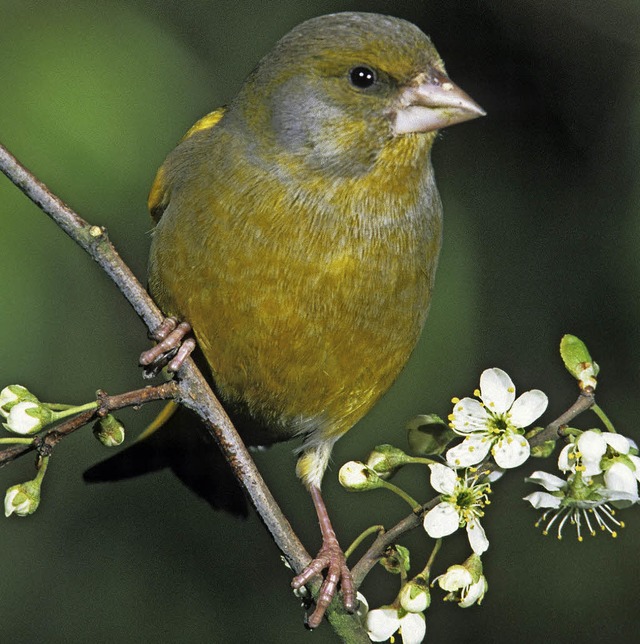 Wird zunehmend zum seltenen Gast: der Grnfink.   | Foto: F. Hecker (Nabu)