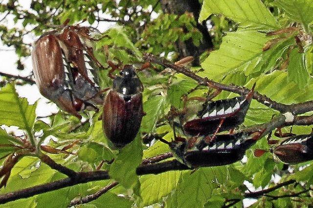 Viele Maikfer am Kaiserstuhl