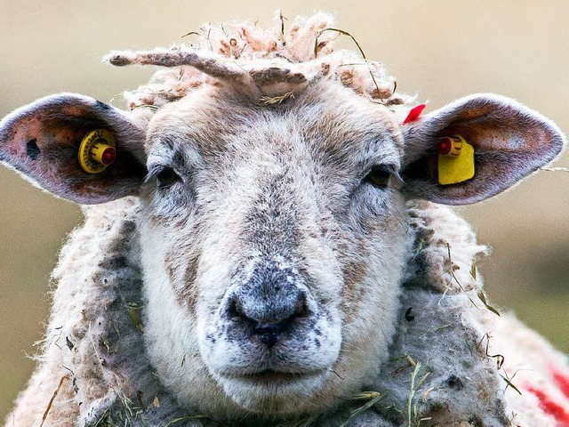 Tagelang irrte ein Schaf ber den Schl...immer wieder die Polizei (Symbolbild).  | Foto: dpa