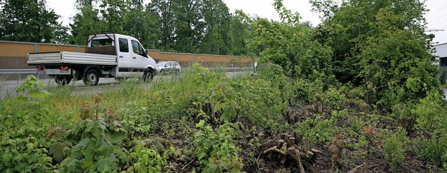 Mindestens zwei Jahre Ruhezeit  hat da...lichtete Gebsch am Autobahnzubringer.  | Foto: Christoph Breithaupt