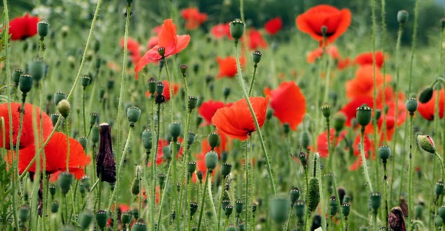 Auch Klatschmohn wird bei den Pflanzaktionen in Rickenbach gest.  | Foto: Archivfoto: Hildegard siebold