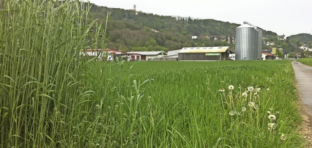 Die landwirtschaftlichen Flchen in Na...ng von Gewerbe und Industrie genutzt.   | Foto: Dietmar Noeske