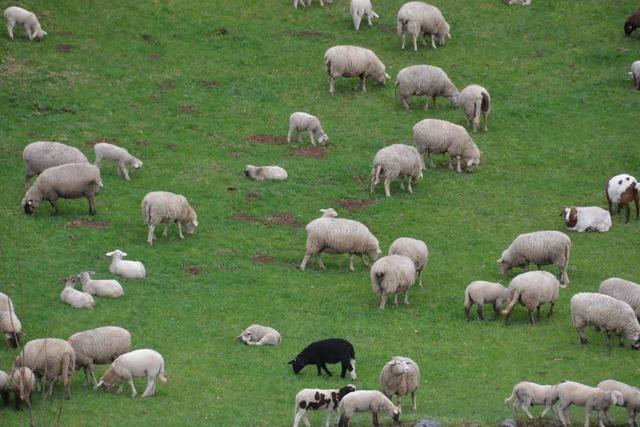 Polizei fngt Schafsherde in Rheinfelden ein