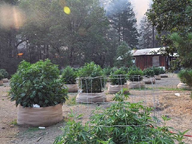 Professionelle Cannabis-Plantage in den Wldern Nordkaliforniens   | Foto: Jens Schmitz