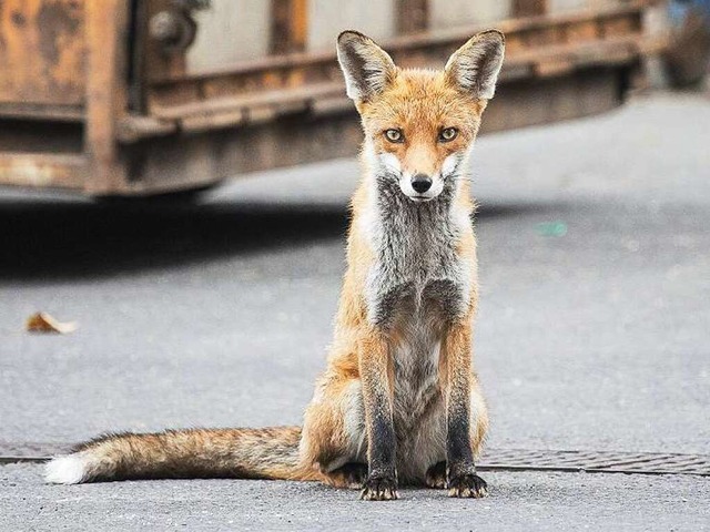 Die Scheu verloren: Den Fuchs zieht es in die Stadt.  | Foto: imago stock&people