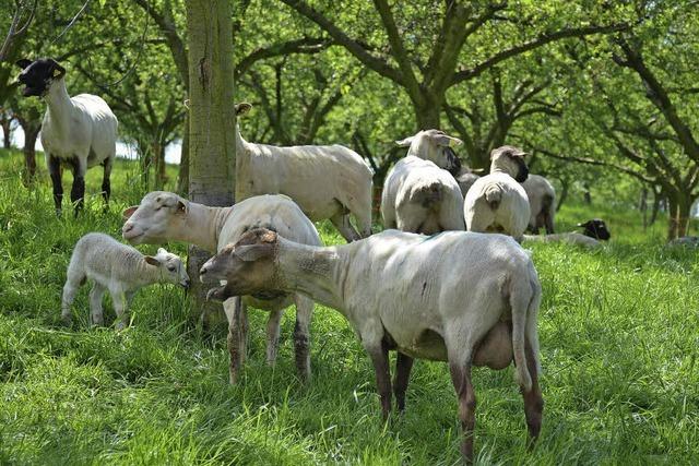 So werden 200 Schafe bei Britzingen geschoren