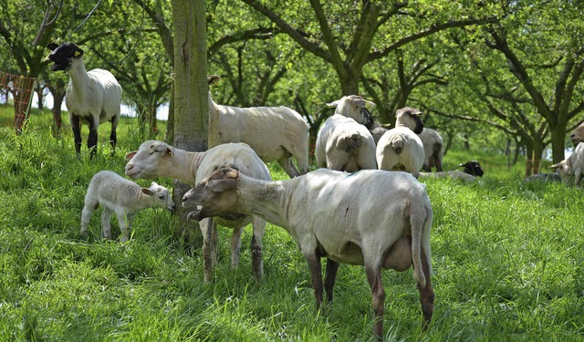 Diese Schafe haben die Schur bereits berstanden.   | Foto: Gabriele Hennicke