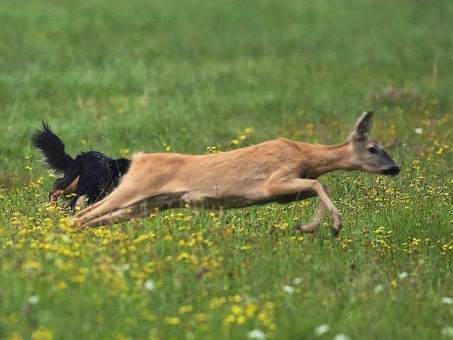 Unschne Szene: Hunde knnen Rehe zu T...Landesjagdverbands Baden-Wrttemberg.   | Foto: privat