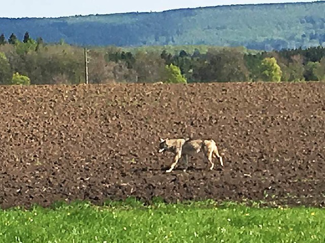 Das ist er: Dieser Wolf ist auf der Baar fotografiert worden.  | Foto: Privat