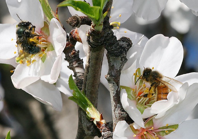 Links krabbelt eine Wild- und rechts eine Honigbiene.  | Foto: Alexandra-Maria Klein