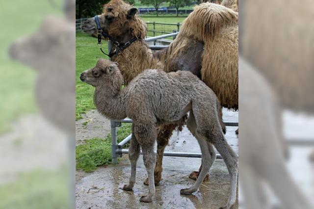 Kamelfohlen Amir ist da