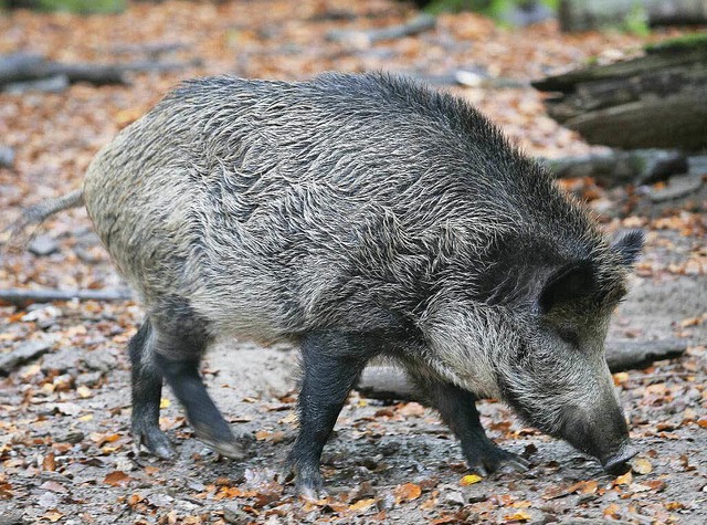 Wieso das Wildschwein sich in den Rastatter Tunnel verirrte ist noch unklar.  | Foto: dpa