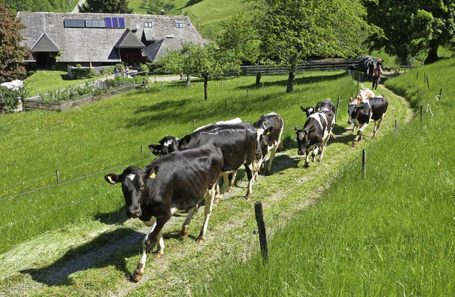 Weideauftrieb in Mnstertal: Neugierig...nnen sie dort ihre Freiheit genieen.   | Foto: Eberhard Gross