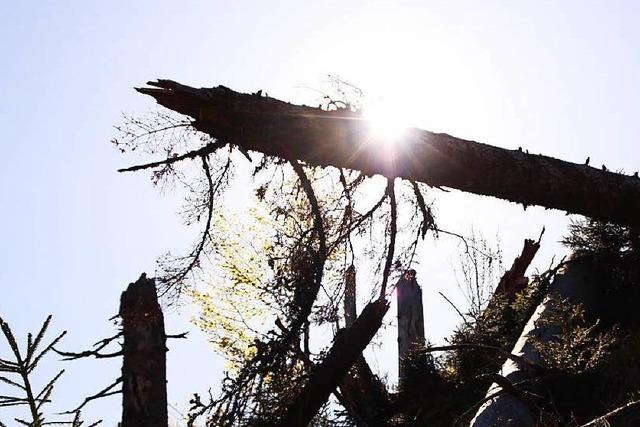 Fotos: Ein Jahr nach dem Tornado am Feldberg