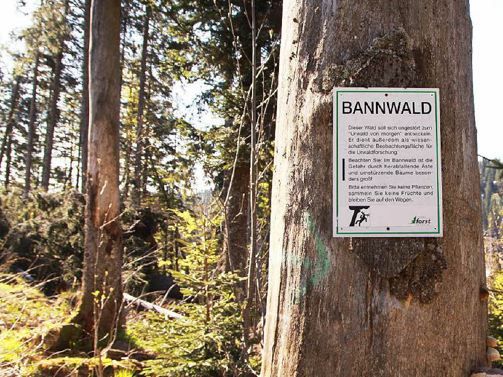 Der Bannwald Napf existiert unterhalb des Feldberggipfels  seit 1970.