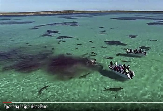 Shark Bay  | Foto: youtube