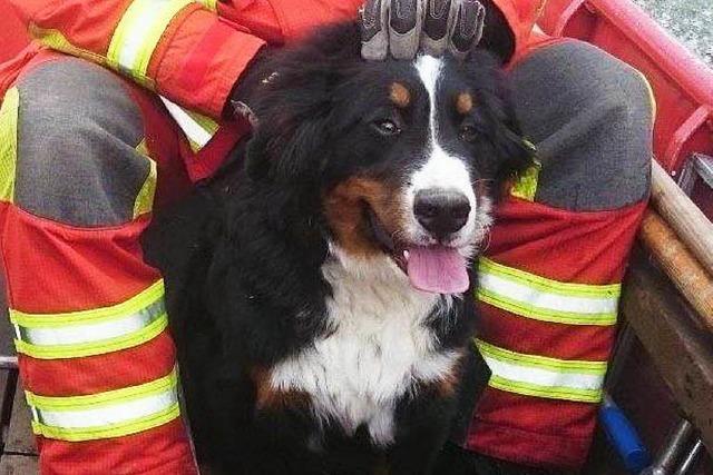 Feuerwehr rettet Hund nach vier Tagen von Rheinufer