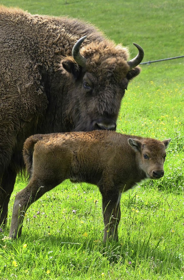 Tierisch gute Begegnungen: am Wisentgehege  | Foto: Andr Hnig