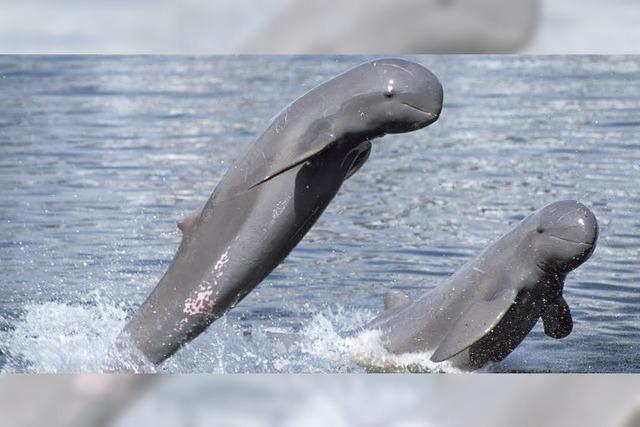 Kurzschnäuzige Irawadi-Delfine stark bedroht