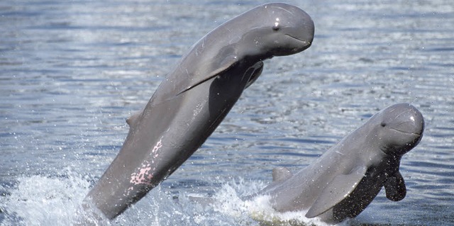 Sieht immer freundlich aus: der Irawadi-Flussdelfin   | Foto: dpa