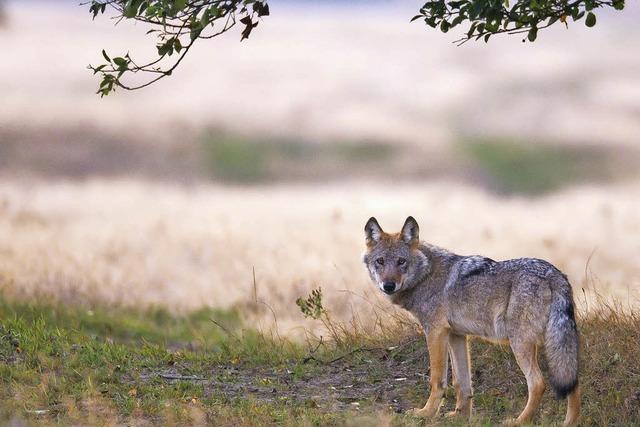 Der Wolf kehrt zurck