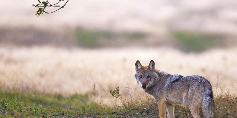 Der Wolf Kehrt Zuruck Neues Fur Kinder Badische Zeitung