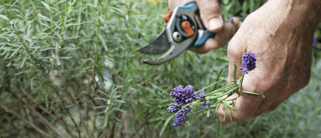 Mit dem Schnitt von Lavendel hat sich ...bst- und Gartenbauverein beschftigt.   | Foto: DPA