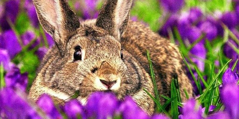 So Lebt Das Wildkaninchen In Der Stadt Freiburg Badische Zeitung